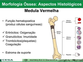 Medula Vermelha
• Função hematopoetica
(produz células sanguíneas):
 Eritrócitos: Oxigenação
 Granulócitos: Imunidade
 Trombócitos(plaquetas):
Coagulação
• Estroma de suporte
Morfologia Óssea: Aspectos Histológicos
 