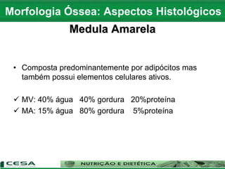 Medula Amarela
• Composta predominantemente por adipócitos mas
também possui elementos celulares ativos.
 MV: 40% água 40% gordura 20%proteína
 MA: 15% água 80% gordura 5%proteína
Morfologia Óssea: Aspectos Histológicos
 