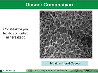 Constituídos por
tecido conjuntivo
mineralizado
Matriz mineral Óssea
Ossos: Composição
 