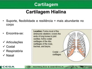 Cartilagem Hialina
• Suporte, flexibilidade e resiliência = mais abundante no
corpo
• Encontra-se:
 Articulações
 Costal
 Respiratória
 Nasal
Cartilagem
 