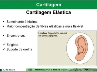 Cartilagem Elástica
• Semelhante à hialina.
• Maior concentração de fibras elásticas e mais flexível
• Encontra-se:
 Epiglote
 Suporte da orelha
Cartilagem
 