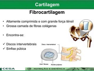 Fibrocartilagem
• Altamente comprimida e com grande força tênsil
• Grossa camada de fibras colágenas
• Encontra-se:
 Discos intervertebrais
 Sínfise púbica
Cartilagem
 