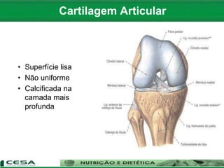 • Superfície lisa
• Não uniforme
• Calcificada na
camada mais
profunda
Cartilagem Articular
 