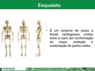 • É um conjunto de ossos e
tecido cartilaginoso unidos
entre si para dar conformação
ao corpo, proteção e
sustentação de partes moles.
Esqueleto
 