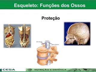 Proteção
Esqueleto: Funções dos Ossos
 