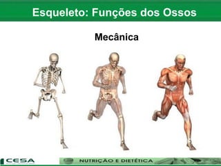 Mecânica
Esqueleto: Funções dos Ossos
 