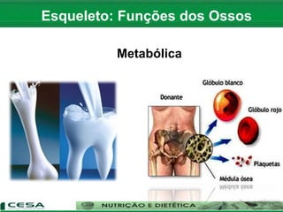 Metabólica
Esqueleto: Funções dos Ossos
 