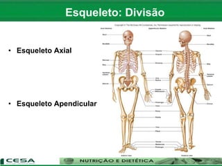 • Esqueleto Axial
• Esqueleto Apendicular
Esqueleto: Divisão
 