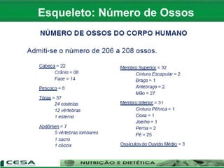 Esqueleto: Número de Ossos
 