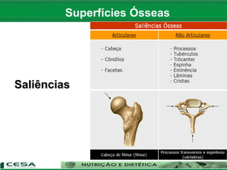 Saliências
Superfícies Ósseas
 