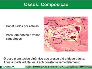 • Constituídos por células
• Possuem nervos e vasos
sanguíneos
O osso é um tecido dinâmico que cresce até a idade adulta.
Após a idade adulta, está sob constante remodelamento
Ossos: Composição
 
