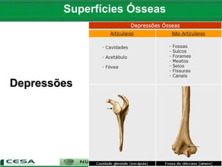 Superfícies Ósseas
Depressões
 