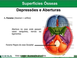 Depressões e Aberturas
A. Forame (foramen = orifício)
Forame Magno do osso Occipital
Abertura no osso onde passam
vasos sanguíneo, nervos ou
ligamentos
Vista superior do assoalho do crânio
Superfícies Ósseas
 