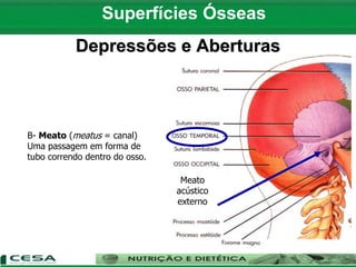 Meato
acústico
externo
B- Meato (meatus = canal)
Uma passagem em forma de
tubo correndo dentro do osso.
Depressões e Aberturas
Superfícies Ósseas
 