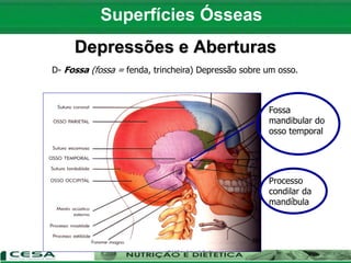 Processo
condilar da
mandíbula
Fossa
mandibular do
osso temporal
D- Fossa (fossa = fenda, trincheira) Depressão sobre um osso.
Depressões e Aberturas
Superfícies Ósseas
 