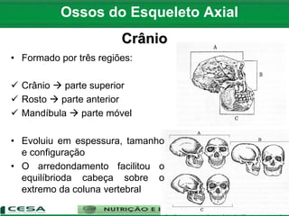 • Formado por três regiões:
 Crânio  parte superior
 Rosto  parte anterior
 Mandíbula  parte móvel
• Evoluiu em espessura, tamanho
e configuração
• O arredondamento facilitou o
equilíbrioda cabeça sobre o
extremo da coluna vertebral
Ossos do Esqueleto Axial
Crânio
 