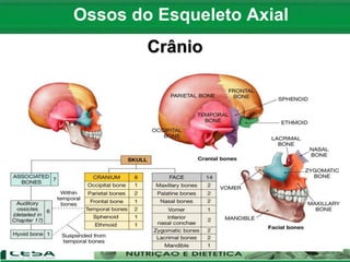 Ossos do Esqueleto Axial
Crânio
 