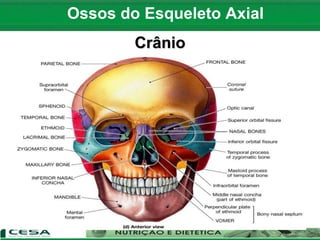 Ossos do Esqueleto Axial
Crânio
 