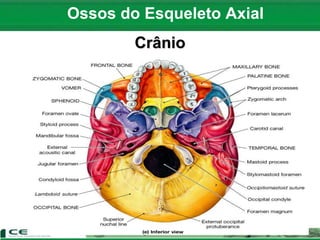 Ossos do Esqueleto Axial
Crânio
 