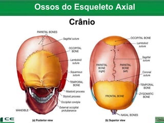 Ossos do Esqueleto Axial
Crânio
 