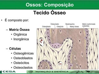Tecido Ósseo
• É composto por:
– Matriz Óssea
• Orgânica
• Inorgânica
– Células
• Osteogênicas
• Osteoblastos
• Osteócitos
• Osteoclastos
Ossos: Composição
 
