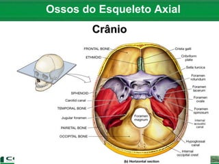 Ossos do Esqueleto Axial
Crânio
 