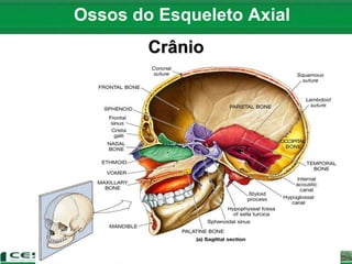 Ossos do Esqueleto Axial
Crânio
 