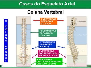 Ossos do Esqueleto Axial
Coluna Vertebral
 
