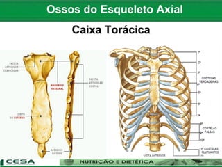 Ossos do Esqueleto Axial
Caixa Torácica
 