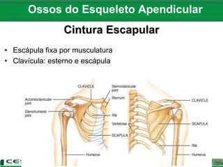 Ossos do Esqueleto Apendicular
Cintura Escapular
• Escápula fixa por musculatura
• Clavícula: esterno e escápula
 