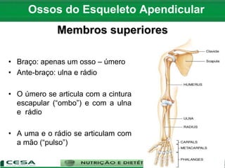 Ossos do Esqueleto Apendicular
Membros superiores
• Braço: apenas um osso – úmero
• Ante-braço: ulna e rádio
• O úmero se articula com a cintura
escapular (“ombo”) e com a ulna
e rádio
• A uma e o rádio se articulam com
a mão (“pulso”)
 