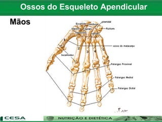 Ossos do Esqueleto Apendicular
Mãos
 