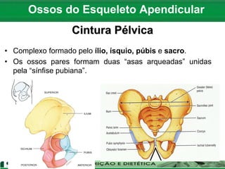 Ossos do Esqueleto Apendicular
Cintura Pélvica
• Complexo formado pelo ílio, ísquio, púbis e sacro.
• Os ossos pares formam duas “asas arqueadas” unidas
pela “sínfise pubiana”.
 
