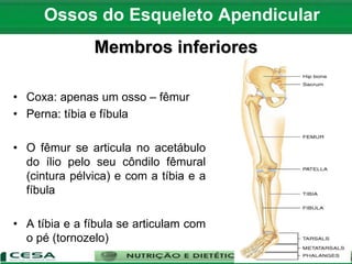 Ossos do Esqueleto Apendicular
Membros inferiores
• Coxa: apenas um osso – fêmur
• Perna: tíbia e fíbula
• O fêmur se articula no acetábulo
do ílio pelo seu côndilo fêmural
(cintura pélvica) e com a tíbia e a
fíbula
• A tíbia e a fíbula se articulam com
o pé (tornozelo)
 