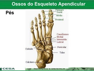 Ossos do Esqueleto Apendicular
Pés
 