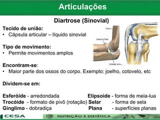 Articulações
Diartrose (Sinovial)
Tecido de união:
• Cápsula articular – líquido sinovial
Tipo de movimento:
• Permite movimentos amplos
Encontram-se:
• Maior parte dos ossos do corpo. Exemplo: joelho, cotovelo, etc
Dividem-se em:
Esferóide - arredondada Elipsoide - forma de meia-lua
Trocóide - formato de pivô (rotação) Selar - forma de sela
Gínglimo - dobradiça Plana - superfícies planas
 