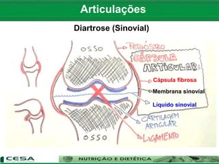 Articulações
Diartrose (Sinovial)
Cápsula fibrosa
Membrana sinovial
Líquido sinovial
 