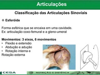 Articulações
Classificação das Articulações Sinoviais
 Esferóide
Forma esférica que se encaixa em uma cavidade.
Ex: articulação coxo-femural e a gleno-umeral
Movimentos: 3 eixos, 6 movimentos
• Flexão e extensão
• Abdução e adução
• Rotação interna e
Rotação externa
 