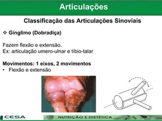 Articulações
Classificação das Articulações Sinoviais
 Gínglimo (Dobradiça)
Fazem flexão e extensão.
Ex: articulação umero-ulnar e tíbio-talar
Movimentos: 1 eixos, 2 movimentos
• Flexão e extensão
 