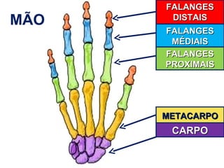 Falanges Netter Aula 04 anatomia e fisiologia humana | PPT