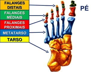 Falanges Netter Aula 04 anatomia e fisiologia humana | PPT