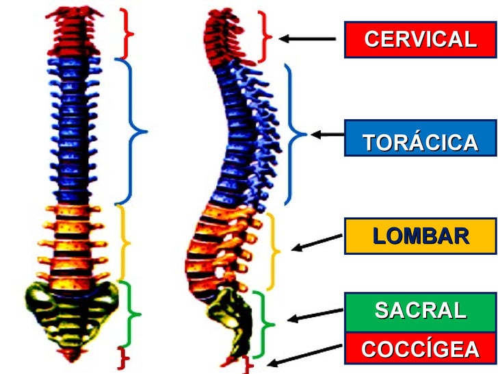 Aula de anatomia e fisiologia humana