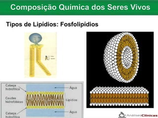 Tipos de Lipídios: Fosfolipídios
 