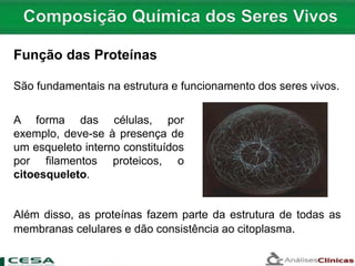 São fundamentais na estrutura e funcionamento dos seres vivos.
Além disso, as proteínas fazem parte da estrutura de todas as
membranas celulares e dão consistência ao citoplasma.
Função das Proteínas
A forma das células, por
exemplo, deve-se à presença de
um esqueleto interno constituídos
por filamentos proteicos, o
citoesqueleto.
 