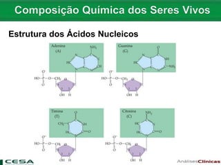 Estrutura dos Ácidos Nucleicos
 