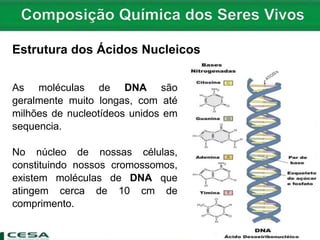 As moléculas de DNA são
geralmente muito longas, com até
milhões de nucleotídeos unidos em
sequencia.
No núcleo de nossas células,
constituindo nossos cromossomos,
existem moléculas de DNA que
atingem cerca de 10 cm de
comprimento.
Estrutura dos Ácidos Nucleicos
 