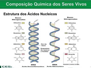 Estrutura dos Ácidos Nucleicos
 