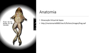 Anatomia
• Dissecação Virtual de Sapos
• http://mariemarie0000.free.fr/fichiers/images/frog.swf
 