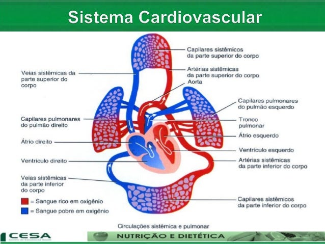 sistema cardio