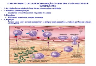 O RECRUTAMENTO CELULAR NA INFLAMAÇÃO OCORRE EM 4 ETAPAS DISTINTAS E
SUBSEQUENTES
• 1. As células fazem aderência fraca, tocam e rolam sobre o endotelio
• 2. Aderência forte/Marginação
– Leucócitos circulantes aderem na parede dos vasos
• 3. Diapedese
– Movimento através das paredes dos vasos
• 4. Migração
– Fora do vaso, sobre a matriz extracelular, se dirige a locais específicos, mediado por fatores solúveis
(quimiotaxia)
 